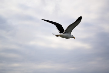 seagull flying in the blue sky