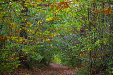 forest in autumn