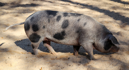 Geflecktes Schwein 