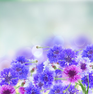 Fototapeta Posy of blue and pink cornflowers on blue abstract background