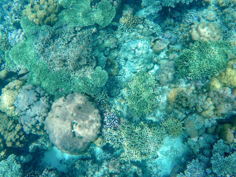 Tropical sea coral reef landscape in turquoise water. Coral reef underwater photo. Tropical sea shore snorkeling