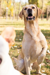 Labrador dog portrait