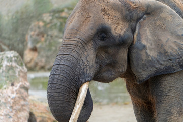 Fototapeta premium Elefant