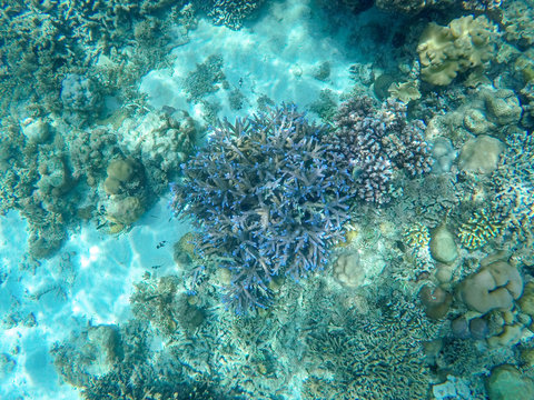 Tropical sea coral reef landscape with violet corals. Coral reef underwater photo. Tropical sea shore snorkeling