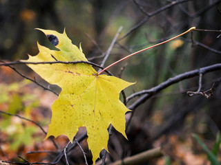 Symbol Of Autumn