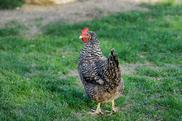 Full body of Plymouth Rock Chicken (Barred Rock hen) on the farm