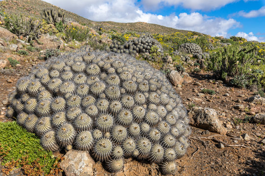 Copiapoa Carrizalensis Cactus at Llanos de Challe National Park, an endemic specie that just grows at Atacama Desert in this amazing National Park and quite impressive during the flower desert. Chile.