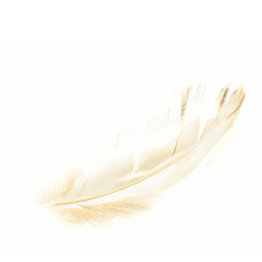 Angel Feather 2