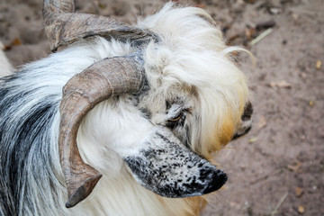 Ziege, Bock, Ziegenbock