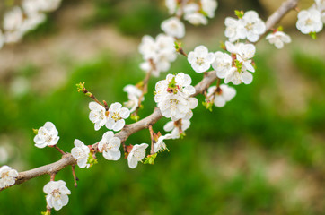 White apricot blossom. Buds flowering tree in April.The concept of spring. Natural background. Wallpaper for design. Selective focus