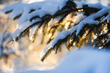 Spruce branches covered with snow
