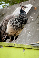 Ein Pfau in der Herbstsonne 