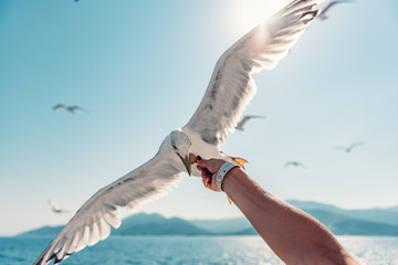 Woman traveling on ferryboat and feeding seagulls