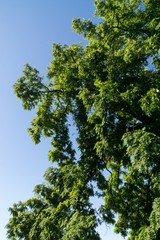 Leaves of the green tree during sunny day. Czech Republic