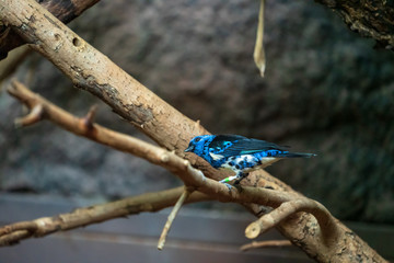 Blauer Vogel