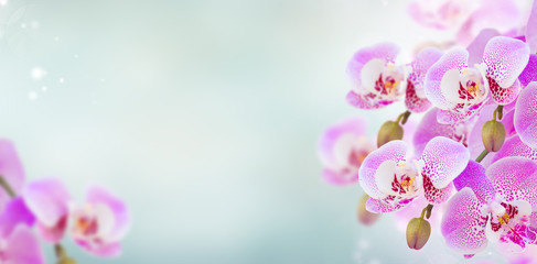 Naklejka na ściany i meble bunch of pink orchid branches on blue bokeh background banner