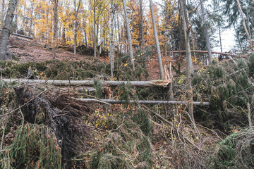 forest in autumn - deadfall or wind breakage