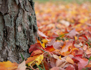 colorful leaves in autumn - tree trunk