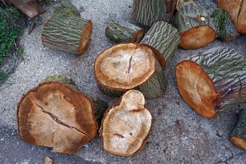 Blocks of wood as firewood