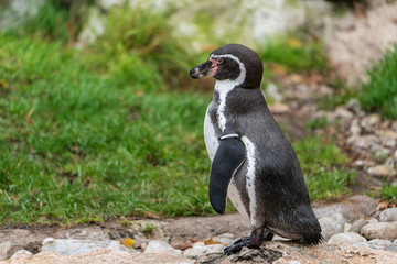 Pinguin