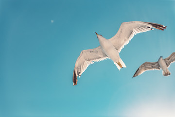 Obraz premium Mewy szybujące na otwartym niebie