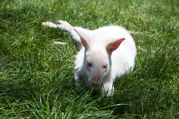 A portrait of a young albino  blue-eyed red-necked wallaby kangaroo (aka  Bennett's wallaby, Macropus rufogriseus) in a park in South Australia