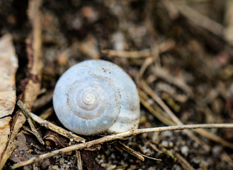 leeres Schneckenhaus auf dem Waldboden