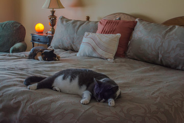 two cats sleeping on large bed next to a Himalayan salt lamp