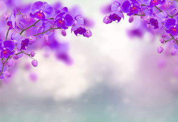 Fototapeta na wymiar Purple orchid flowers with butterflies on defocused gray background