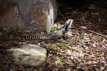Agama sunbathing on a rock in Sydney park, Australia