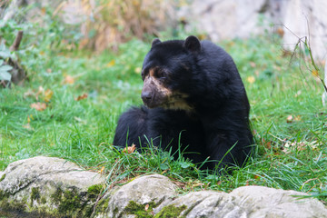 Fototapeta premium Bär im Gras