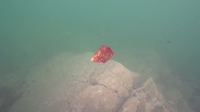 Unterwasser Laub 11