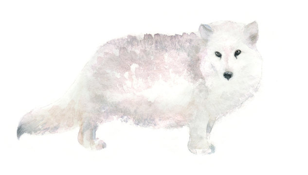 watercolor isolated illustration of arctic fox, polar animal drawing of Antarctic painted with paints on a white background