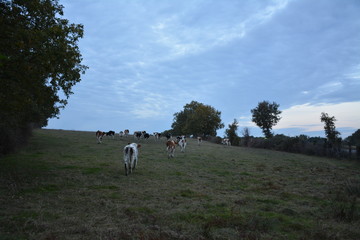 Couëron - Les vaches au pâturage