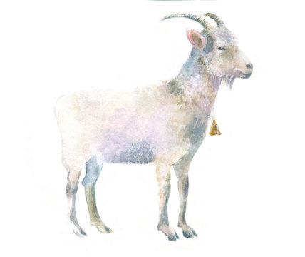 watercolor isolated illustration of a goat, hand-painted pet paints, farm livestock and domestic animal