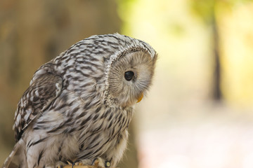 Portrait of The Ural owl, Strix uralensis.