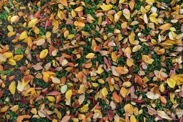Autumn colorful leaves. Slovakia