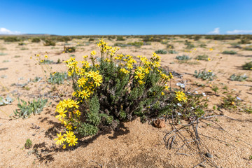 From time to time rain comes to Atacama Desert, when that happens thousands of flowers grow along...