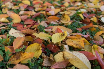 Autumn colorful leaves. Slovakia