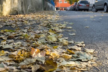 Autumn colorful leaves. Slovakia