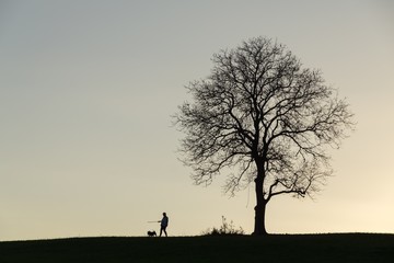 Silhouette of a person playing with a dog under the tree. Slovakia