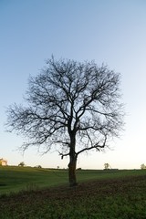 Abandoned tree on meadow during sunset. Slovakia