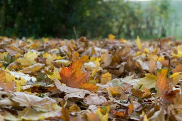 Autumn colorful leaves. Slovakia