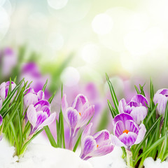 spring crocuses flowers under snow on garden bokeh background close up