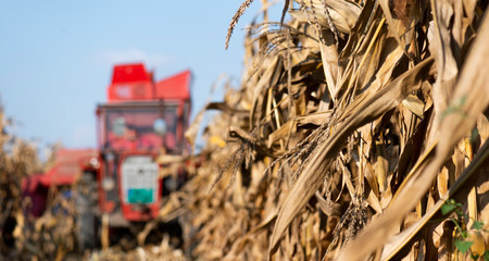 Harvesting of corn