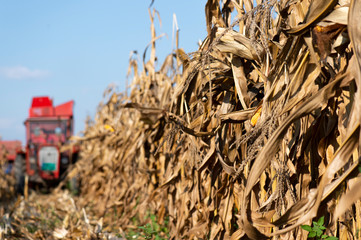 Harvesting of corn