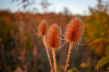 Dry thistle flower on the meadow during sunrise