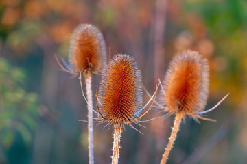 Dry thistle flower on the meadow during sunrise
