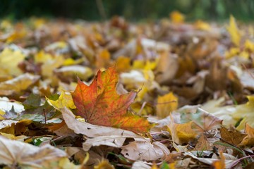 Autumn colorful leaves. Slovakia