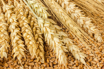 Spikelet of wheat and wheat grains. Close up. Top view.